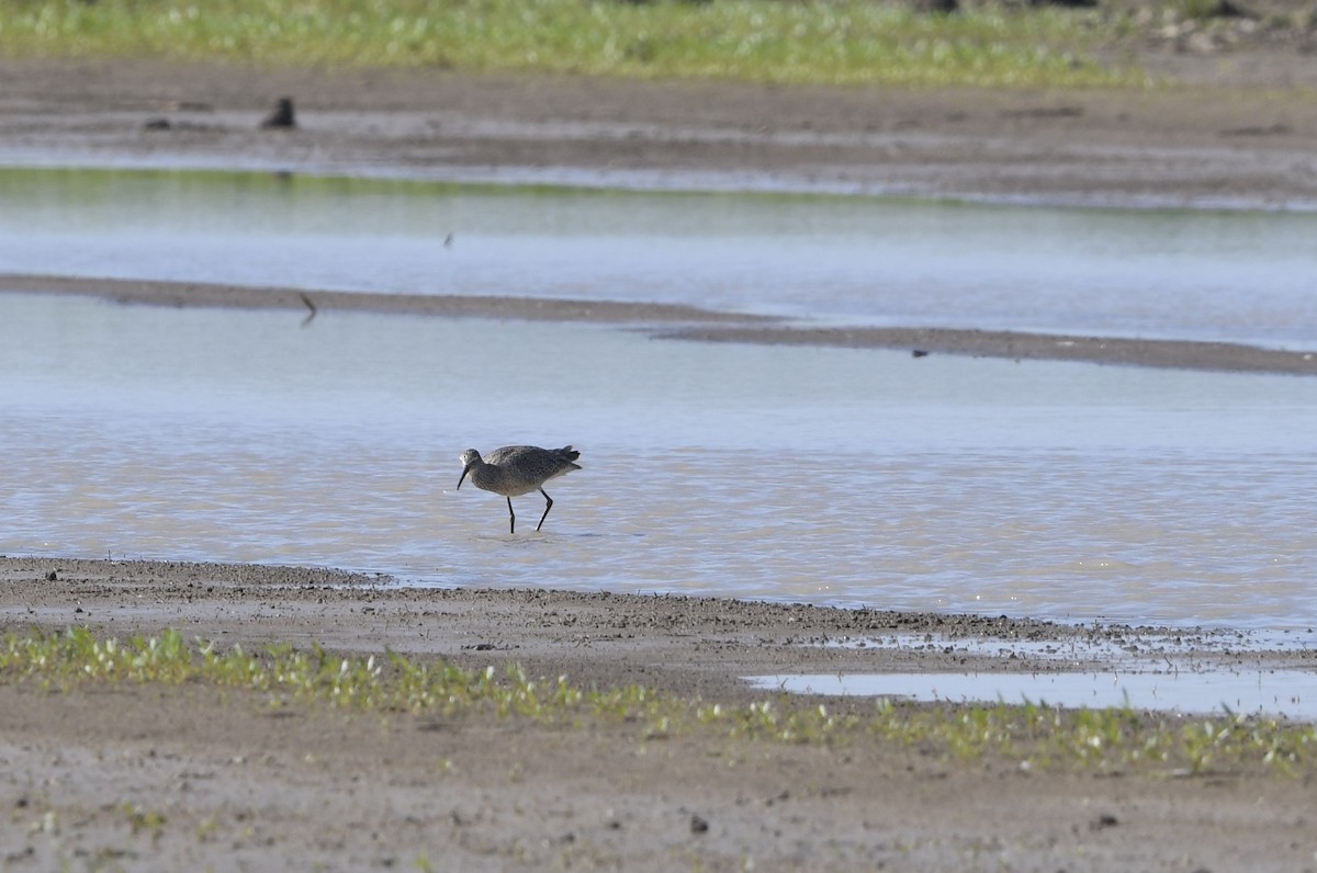 Willet - ML638855532