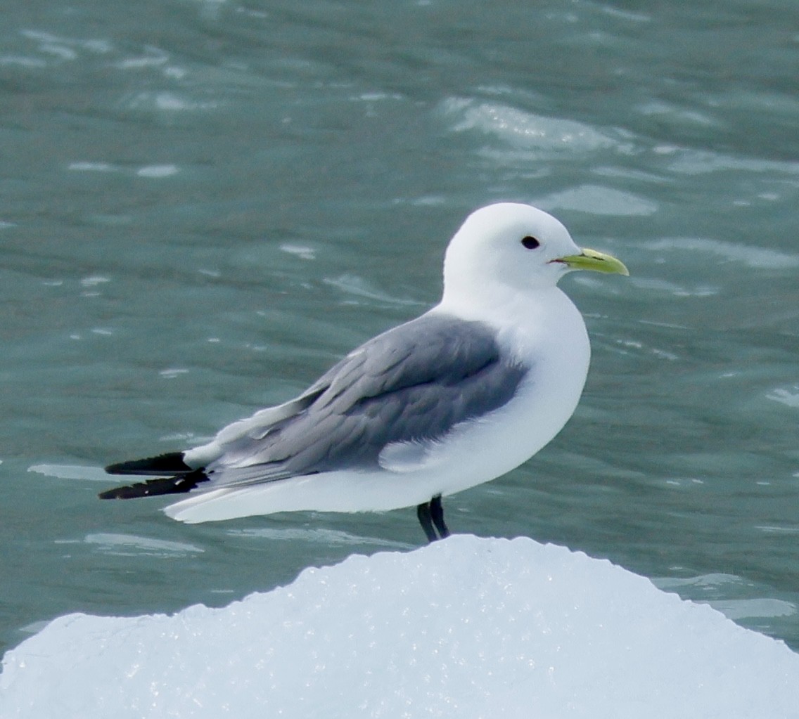 Black-legged Kittiwake - ML638855580