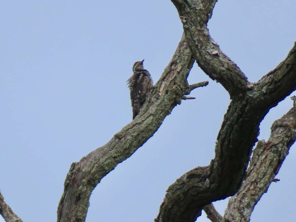 Yellow-bellied Sapsucker - ML638855593