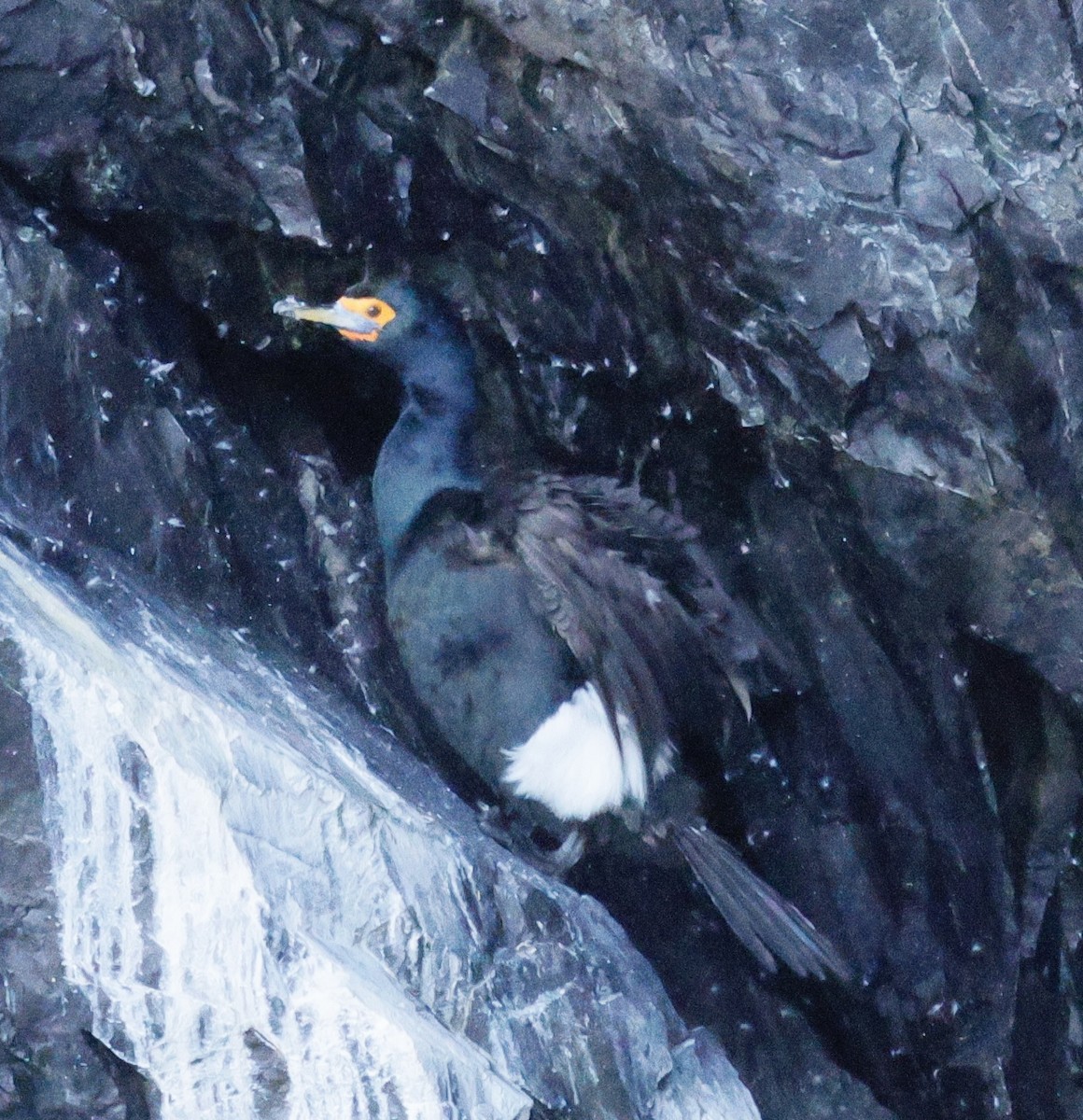 Red-faced Cormorant - ML638855611