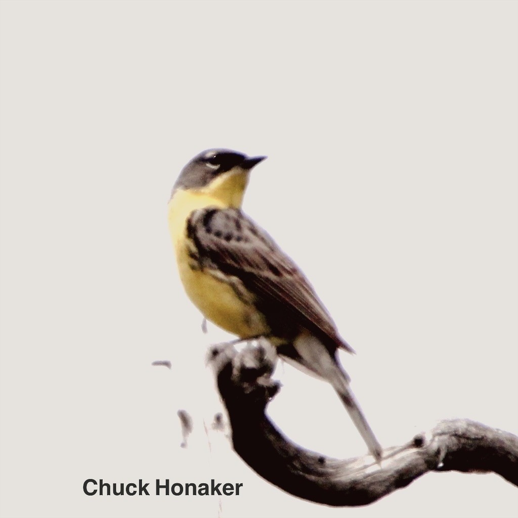 Kirtland's Warbler - ML638855618