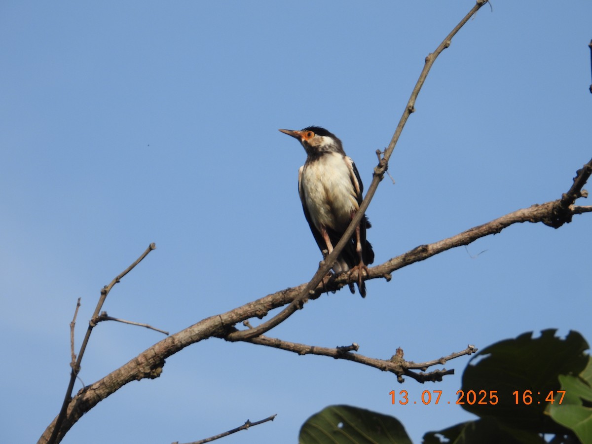 印度鵲椋鳥 - ML638855625