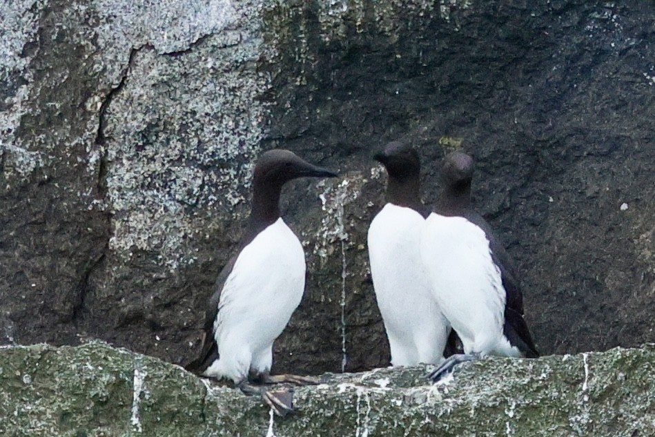 Common Murre - ML638855654