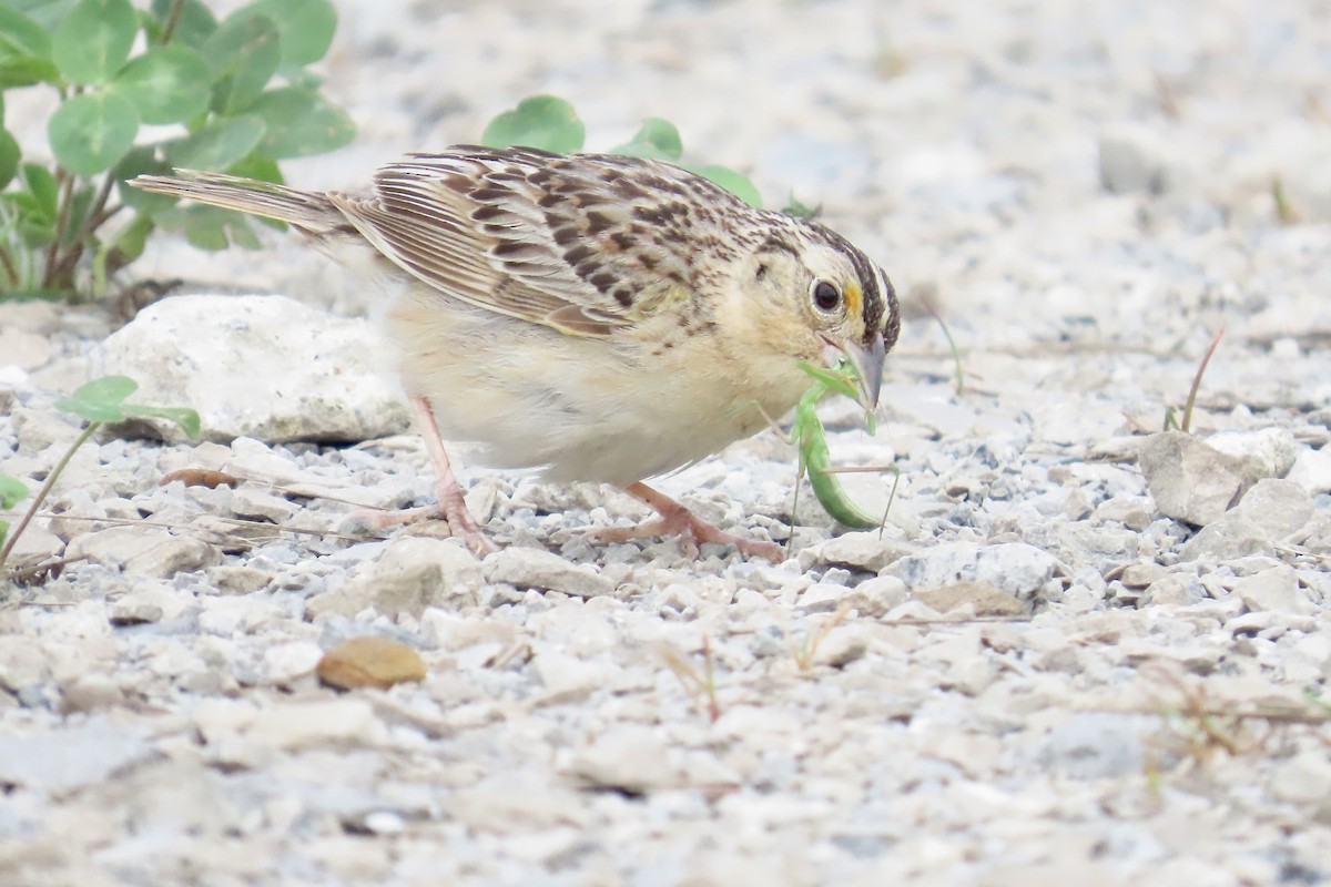 Grasshopper Sparrow - ML638855661