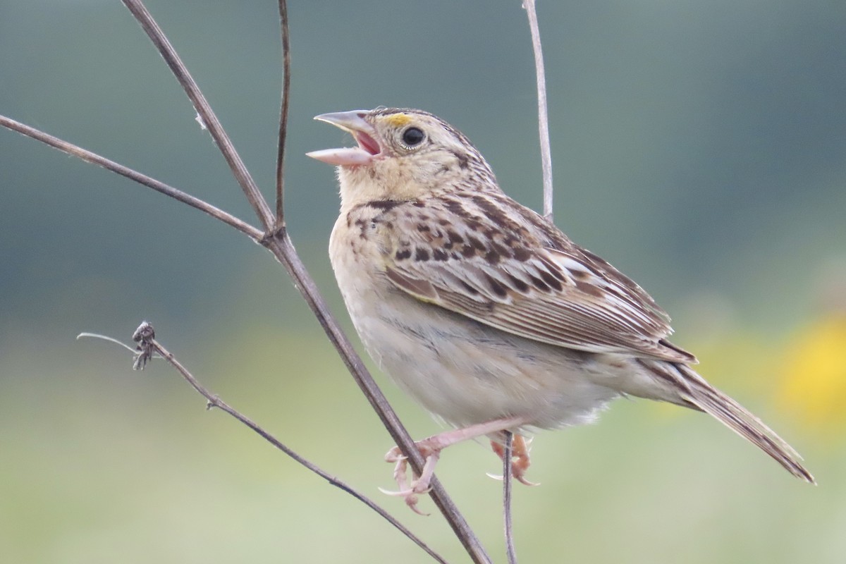Grasshopper Sparrow - ML638855663