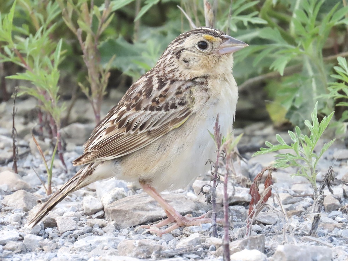 Grasshopper Sparrow - ML638855664