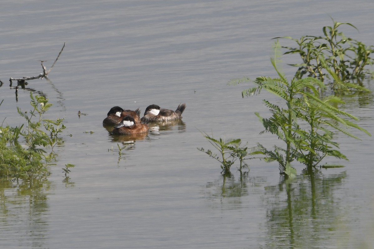 Ruddy Duck - ML638855665