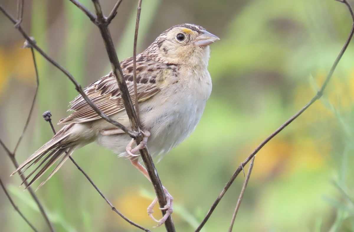 Grasshopper Sparrow - ML638855669
