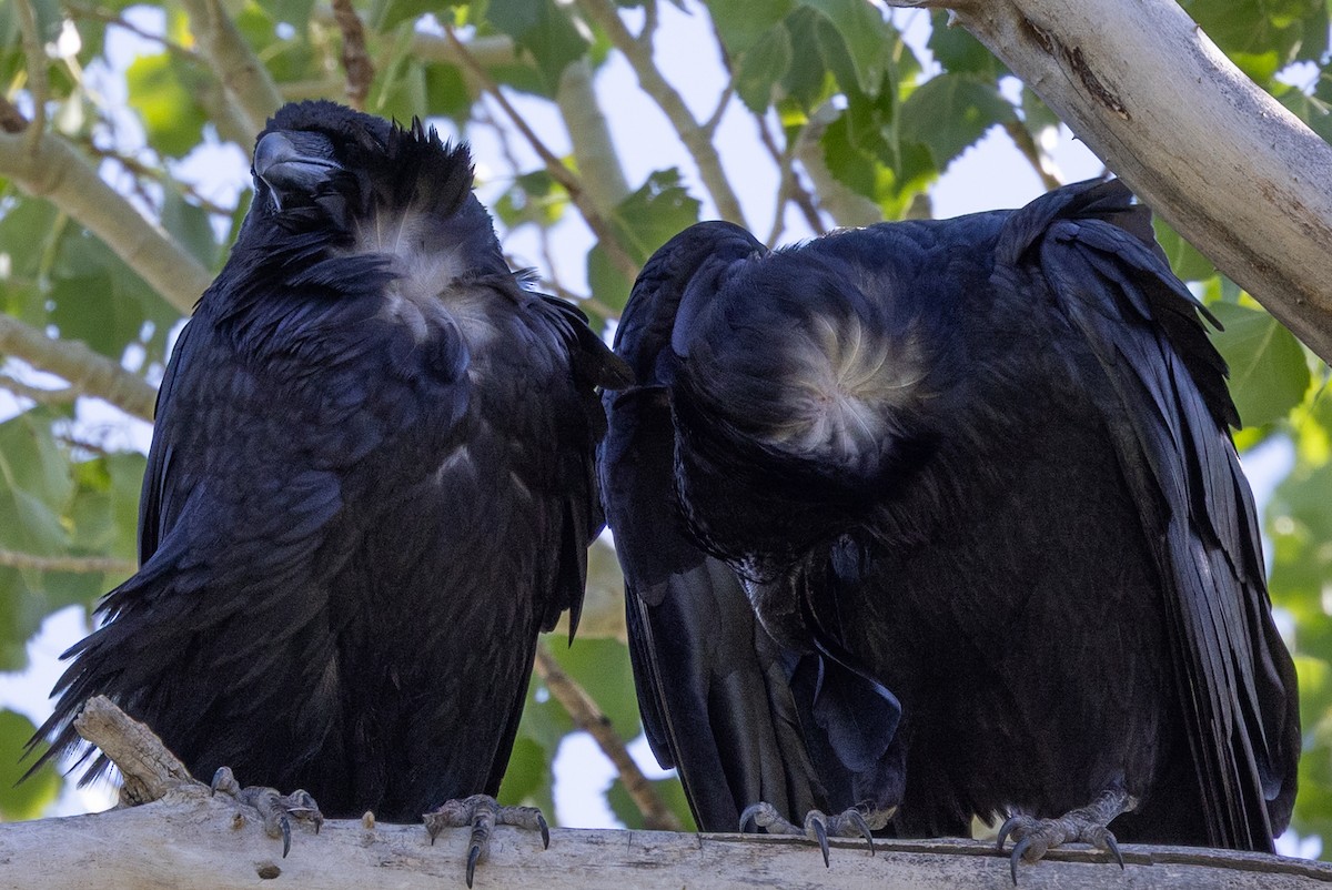 Chihuahuan Raven - ML638855670