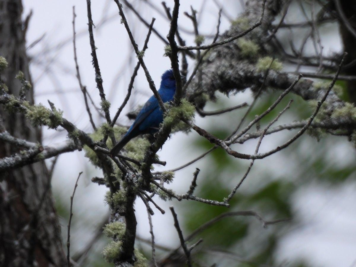 Indigo Bunting - ML638855680