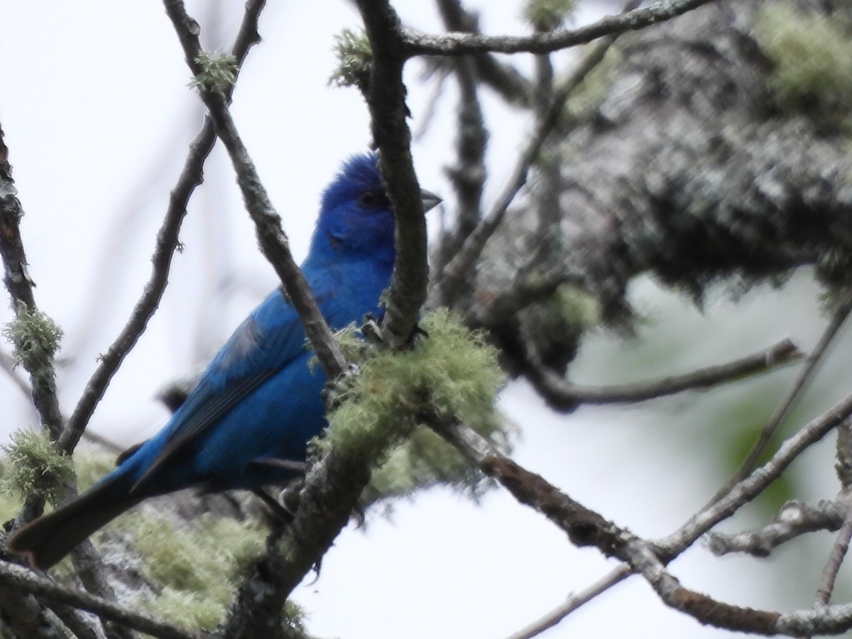 Indigo Bunting - ML638855681