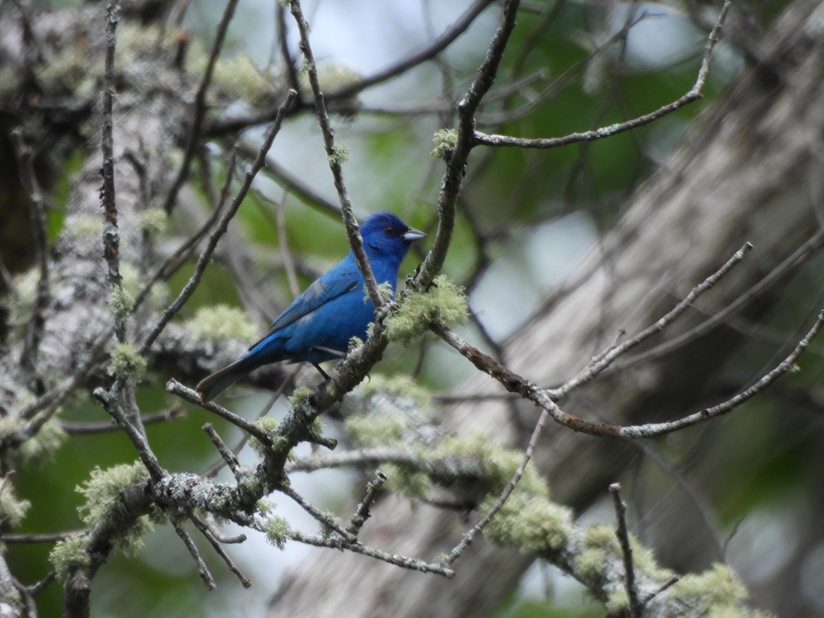 Indigo Bunting - ML638855682