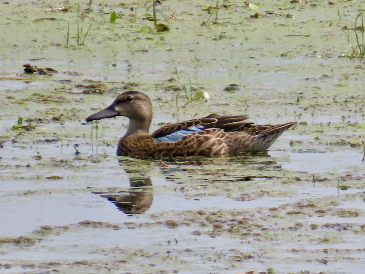 Blue-winged Teal - ML638855686