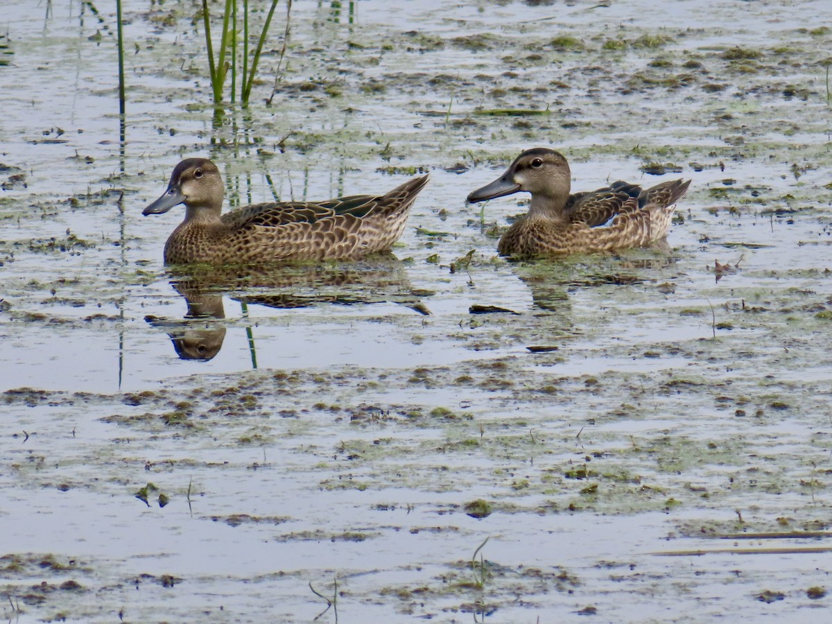 Blue-winged Teal - ML638855687