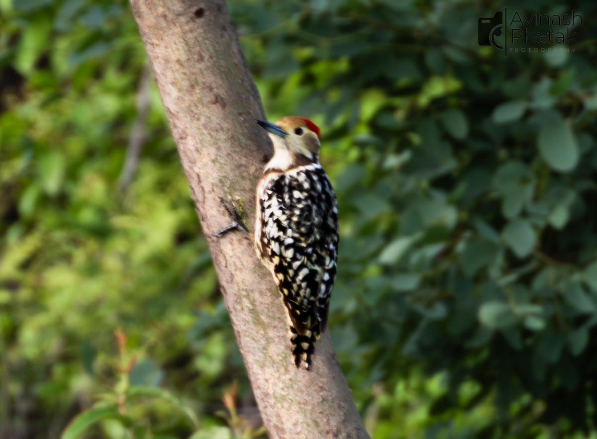 Yellow-crowned Woodpecker - ML638855692