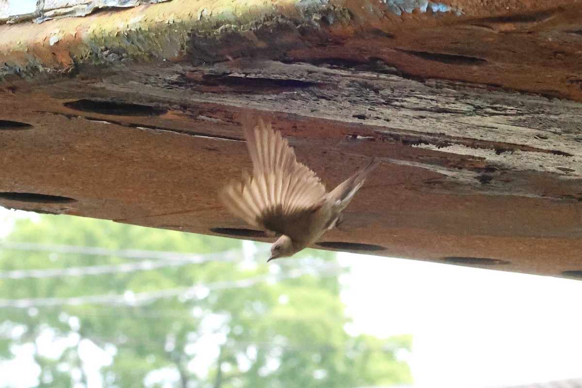 Northern Rough-winged Swallow - ML638855697