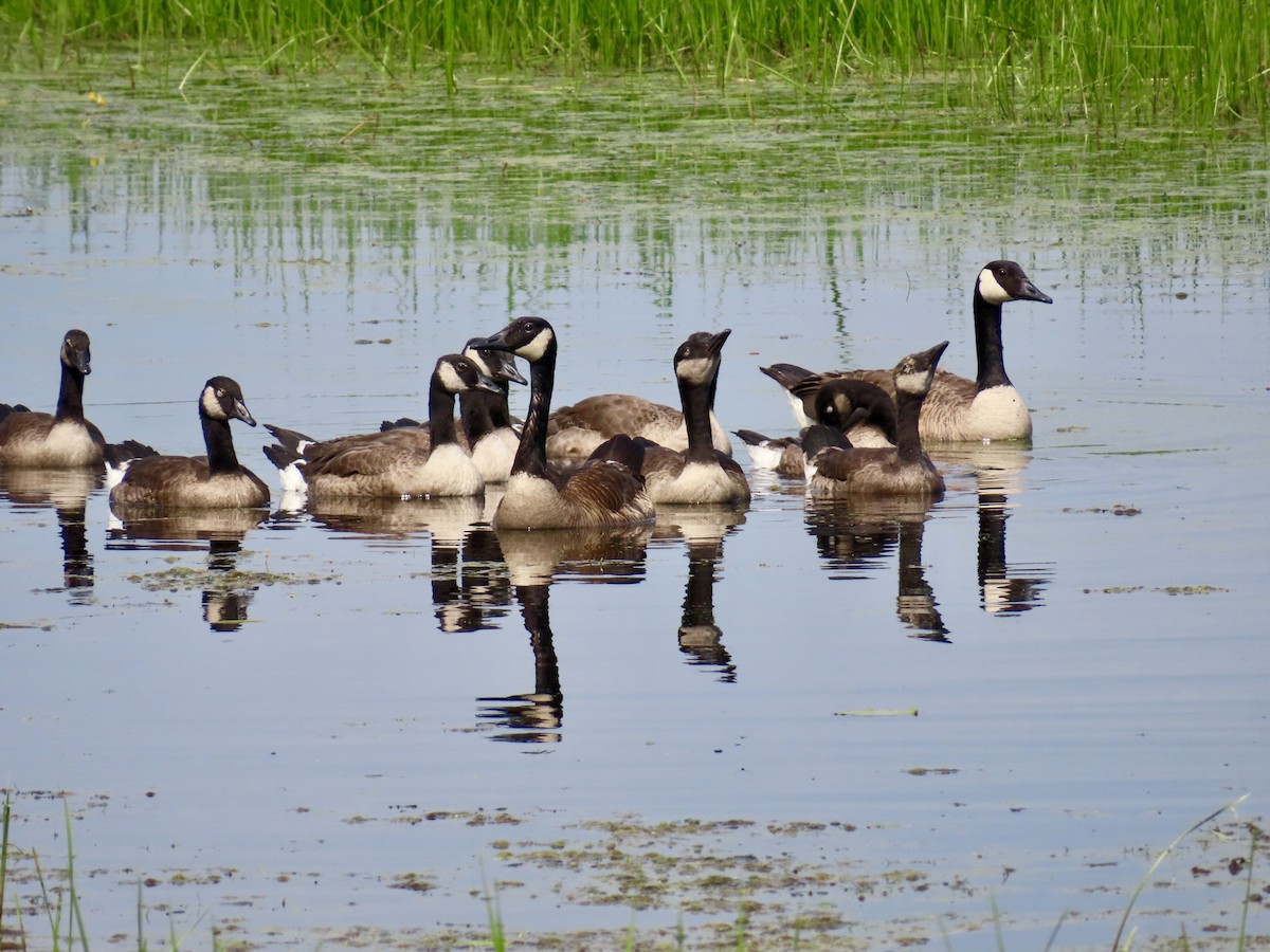 Канад галуу - ML638855731