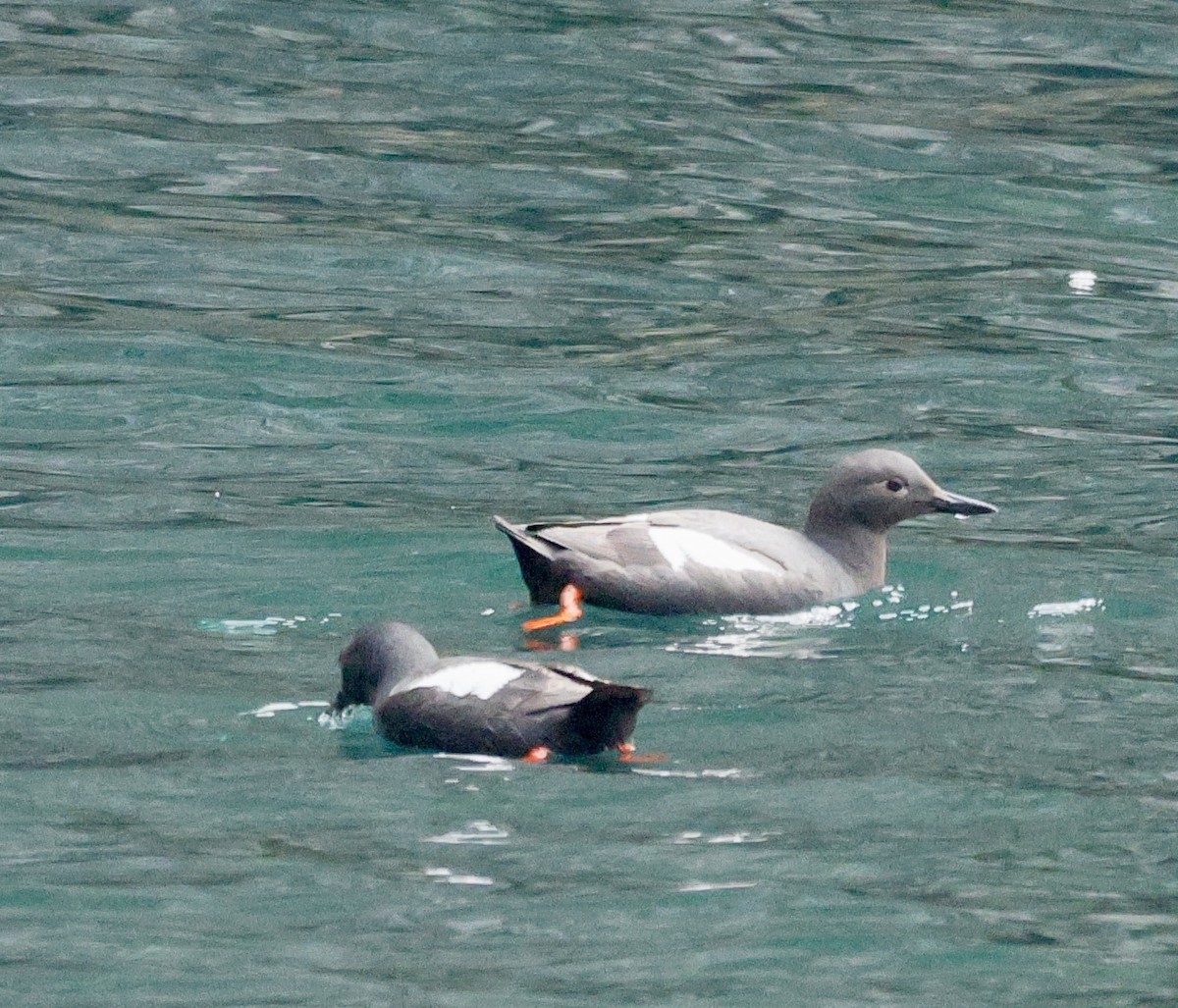 Pigeon Guillemot - ML638855735