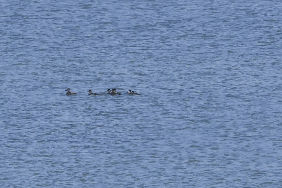 Ruddy Duck - ML638855736