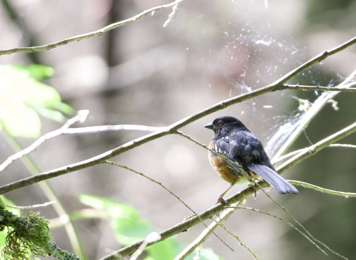 Spotted Towhee - ML638855742