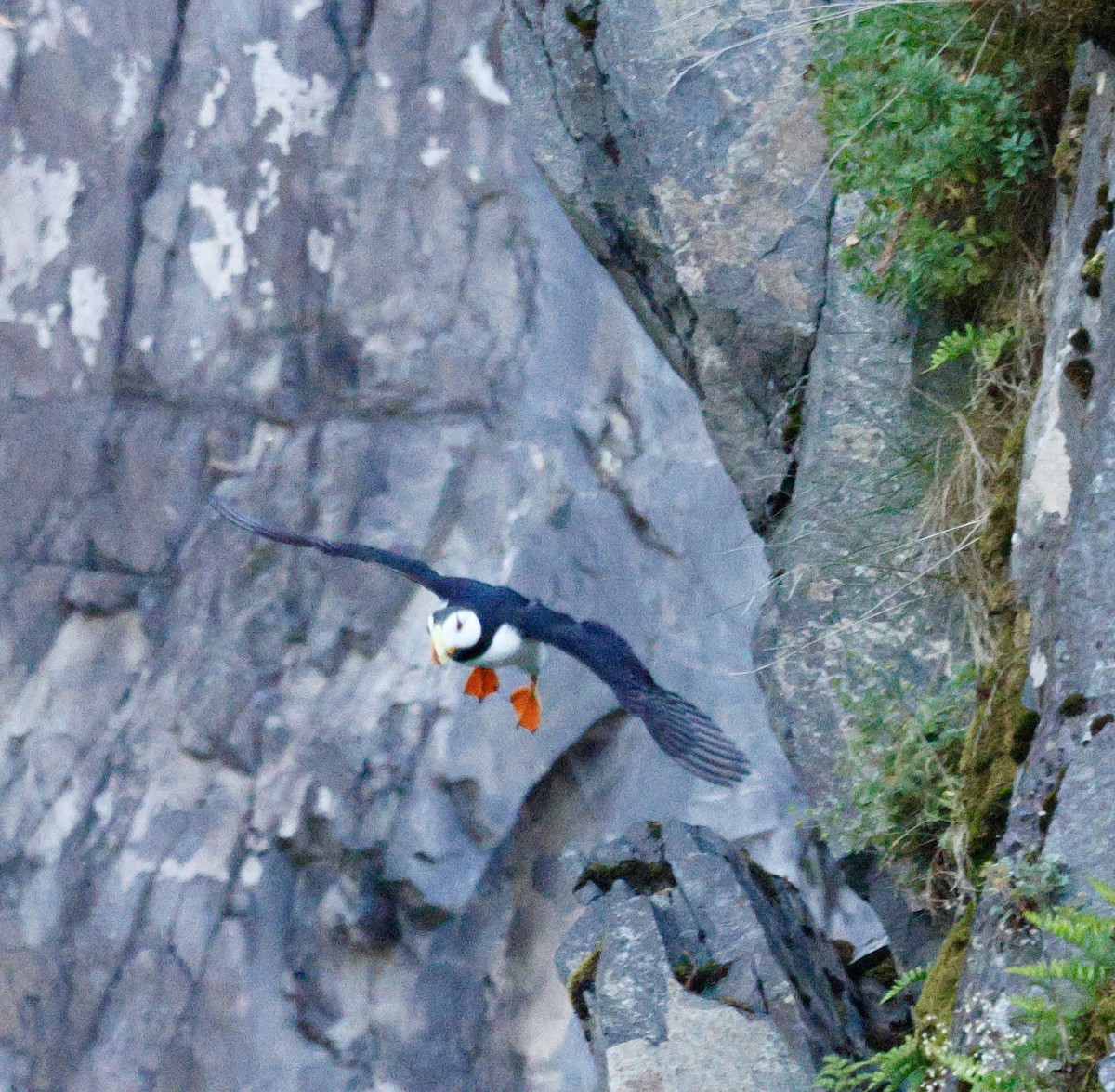 Horned Puffin - ML638855766