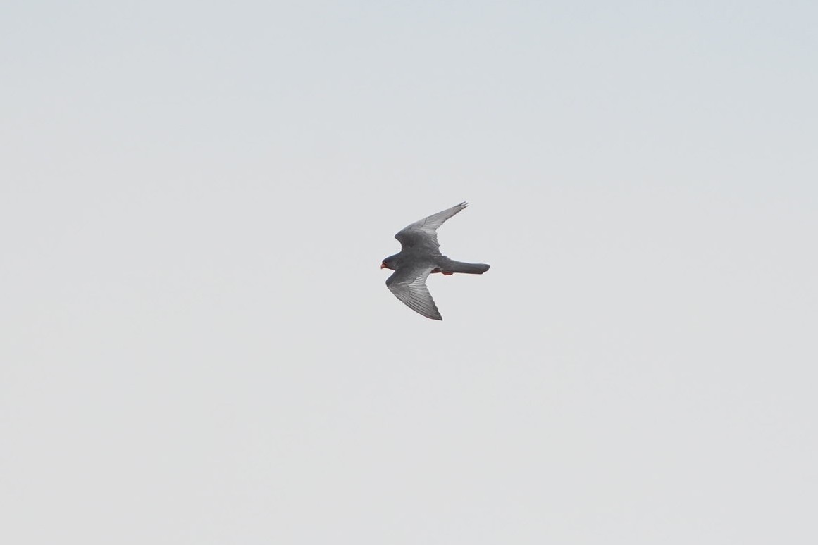 Amurfalke - ML638855838