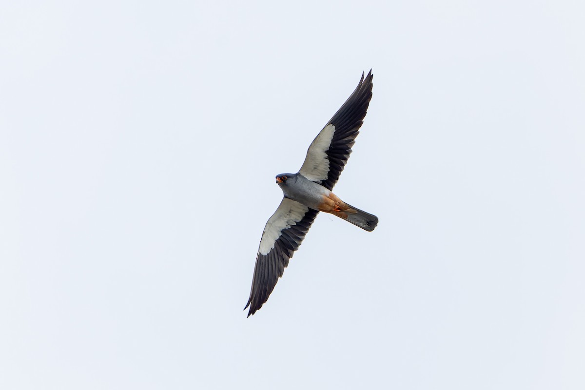 Amurfalke - ML638855839