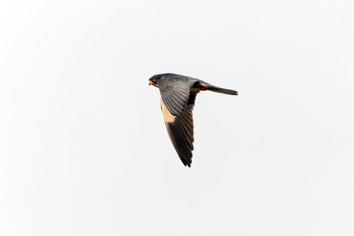 Amurfalke - ML638855841