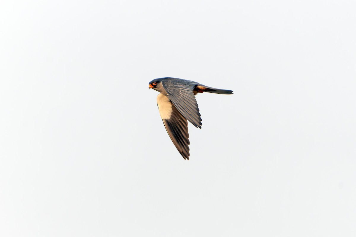 Amurfalke - ML638855842
