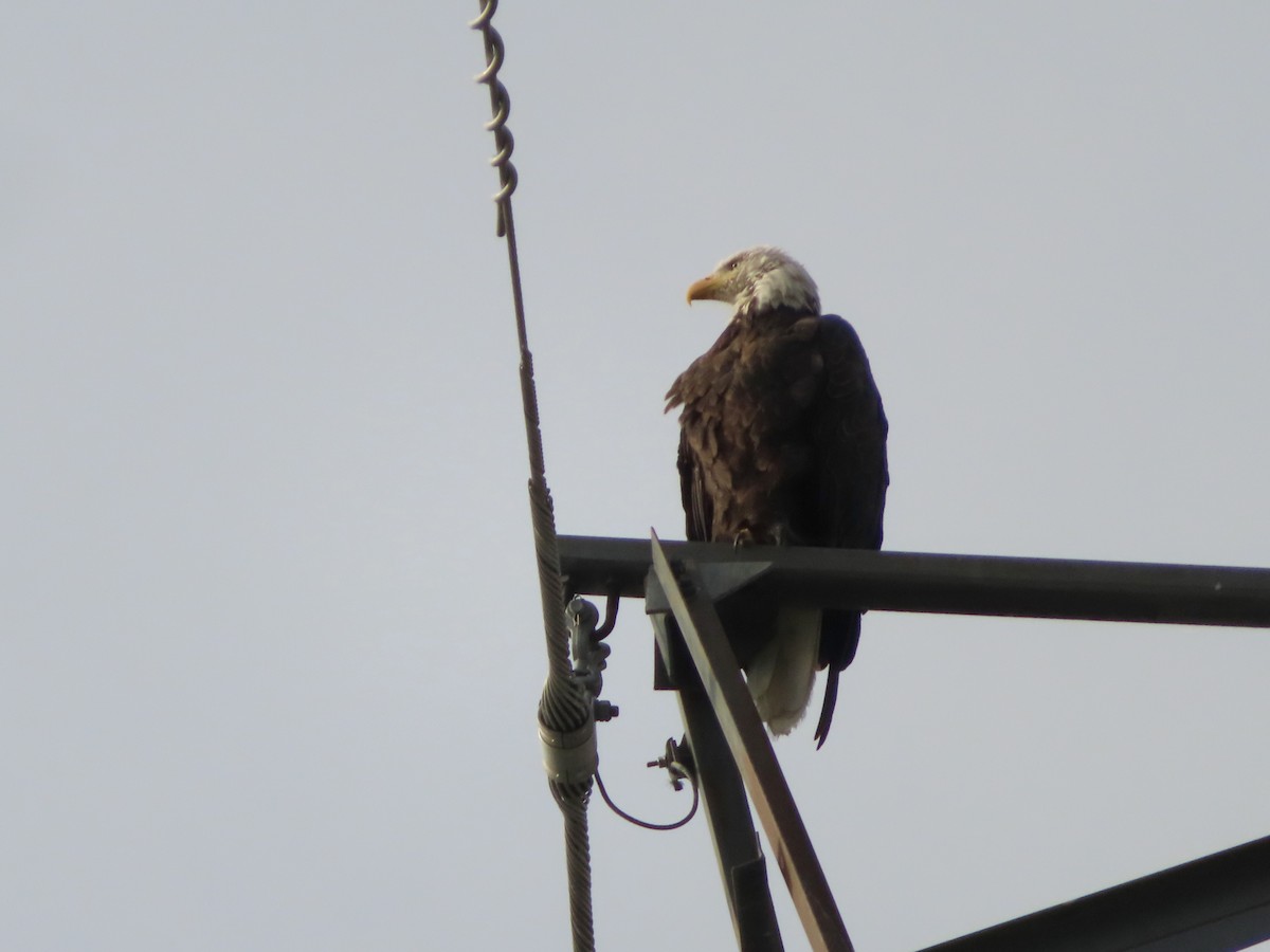 Weißkopf-Seeadler - ML638855846
