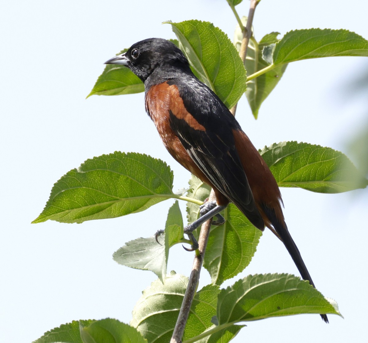 Gartentrupial - ML638855851