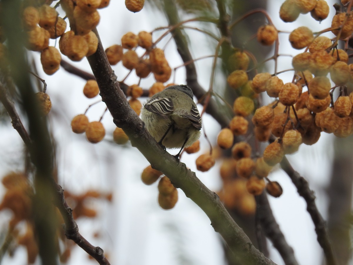 Straneck's Tyrannulet - ML638855910