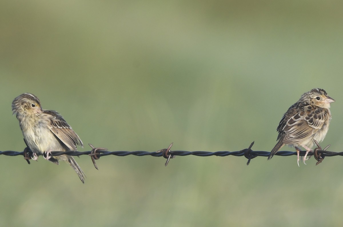 Grasshopper Sparrow - ML638855912
