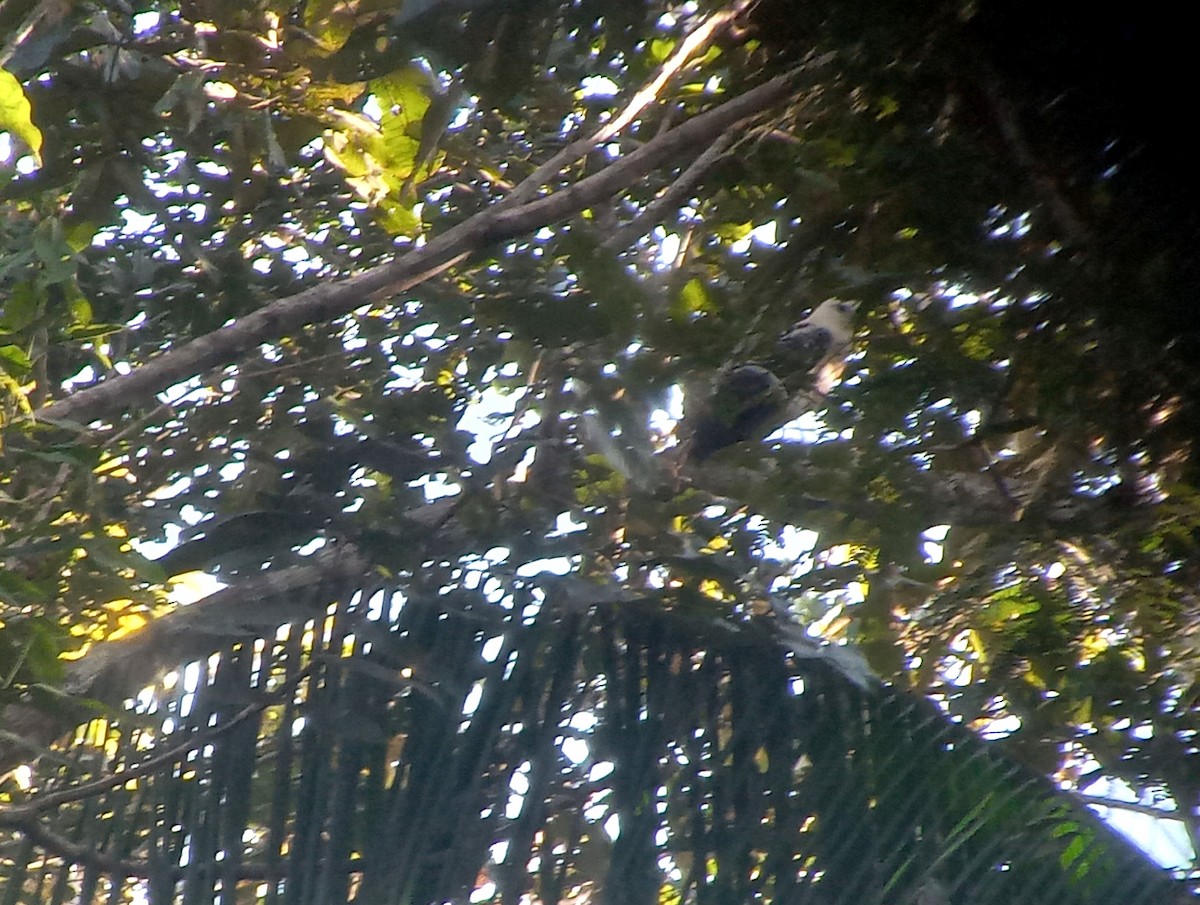 White Hawk (Black-tailed) - ML638855913