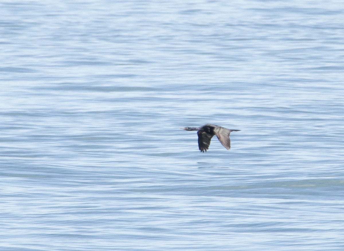 Pelagic Cormorant - ML638855914