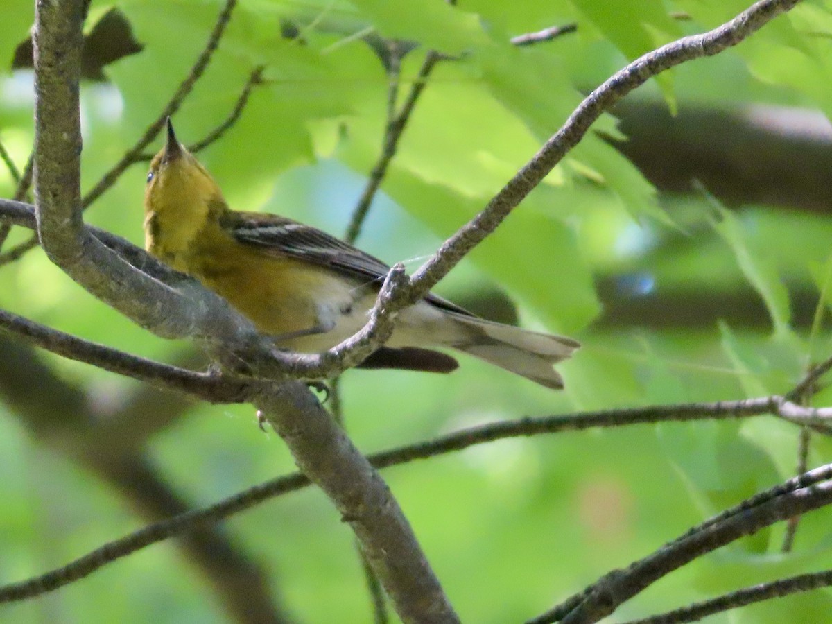 Pine Warbler - ML638855933