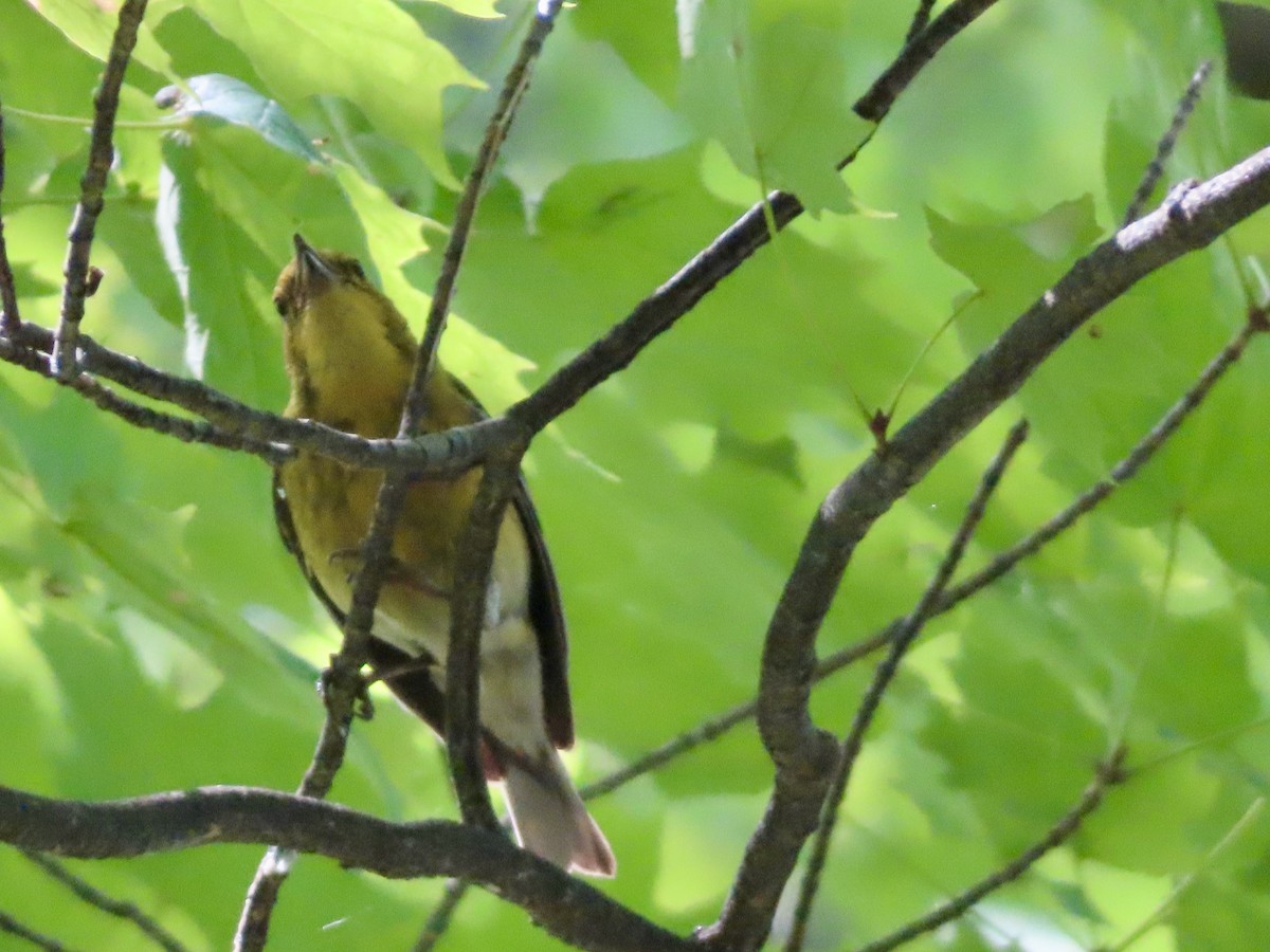 Pine Warbler - ML638855934