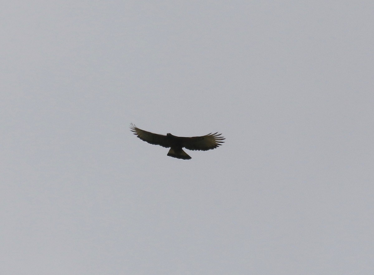Black-and-chestnut Eagle - ML638855942