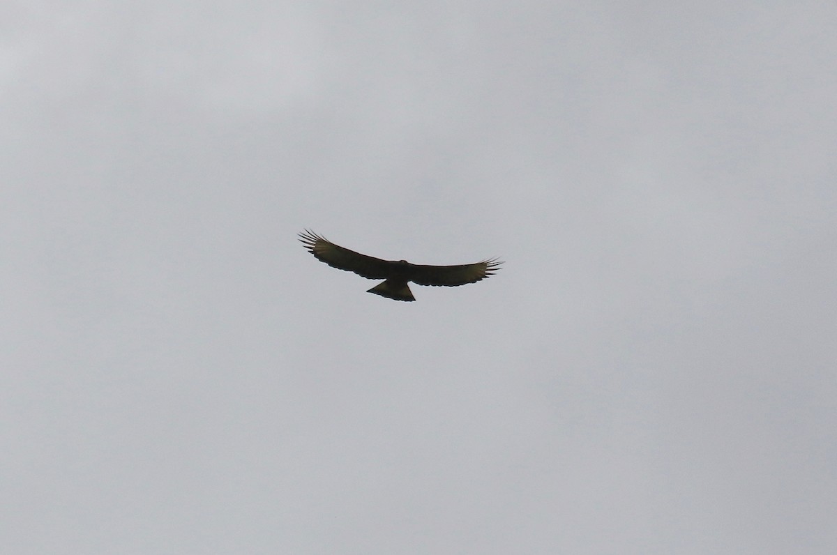 Black-and-chestnut Eagle - ML638855944