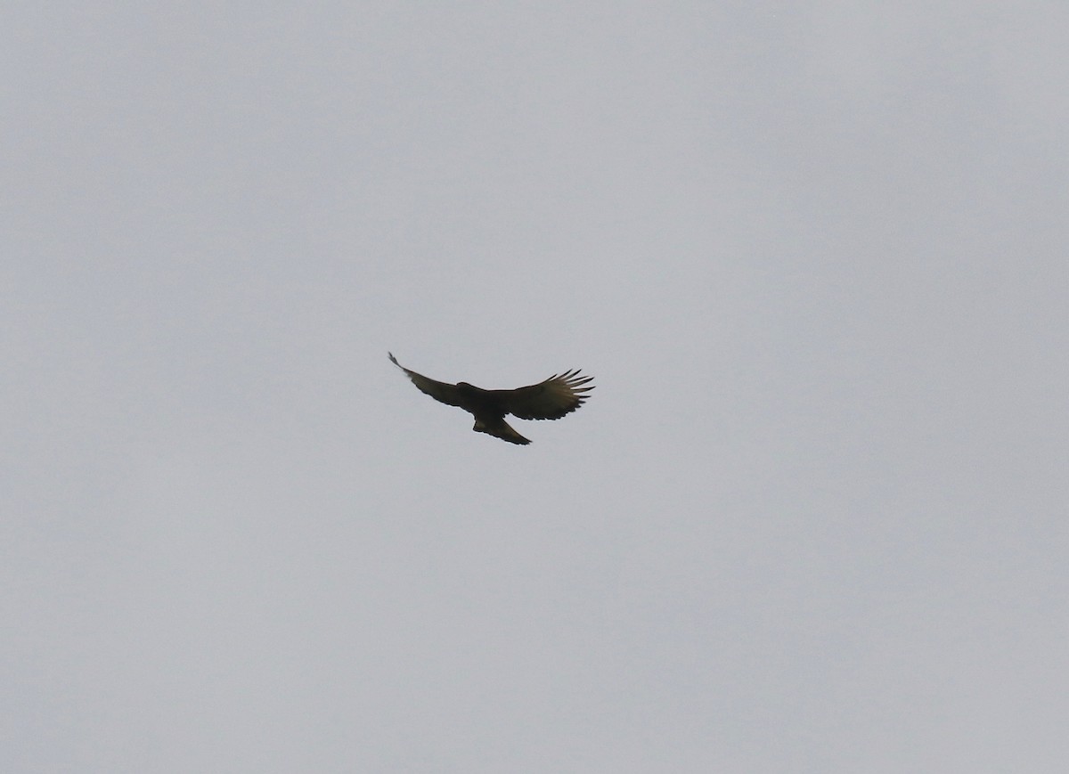 Black-and-chestnut Eagle - ML638855945