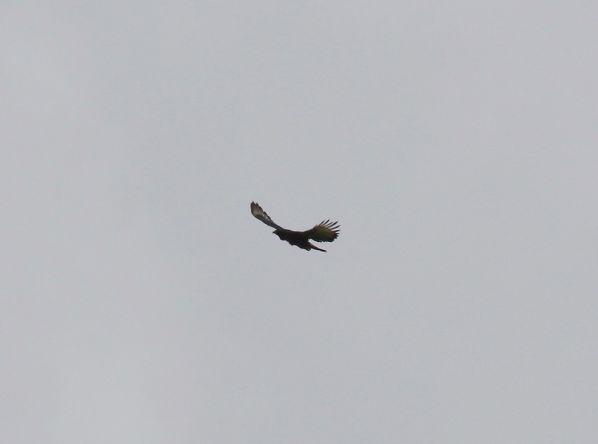 Black-and-chestnut Eagle - ML638855947
