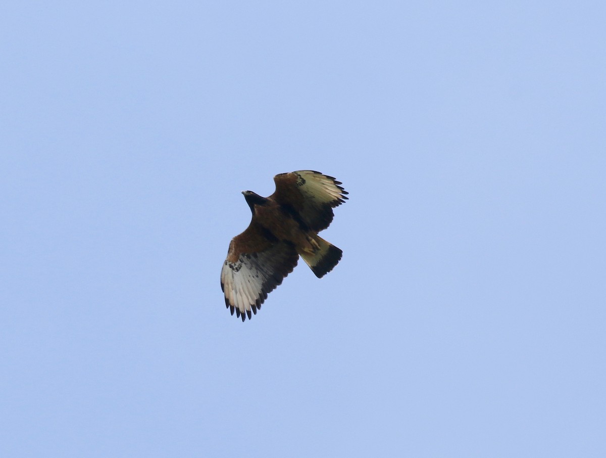Black-and-chestnut Eagle - ML638855951