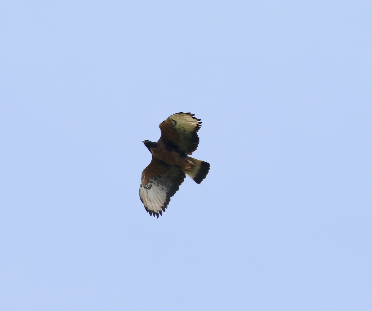 Black-and-chestnut Eagle - ML638855952