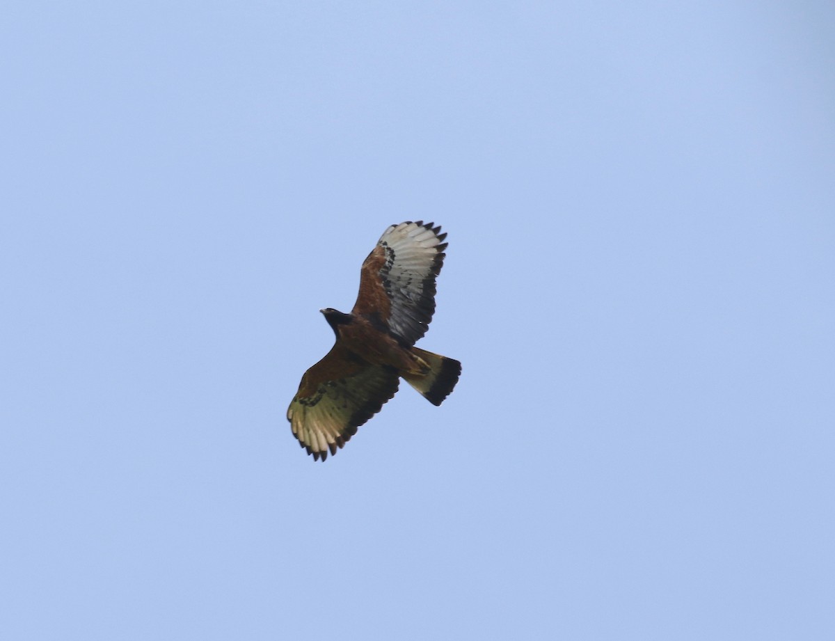 Black-and-chestnut Eagle - ML638855953