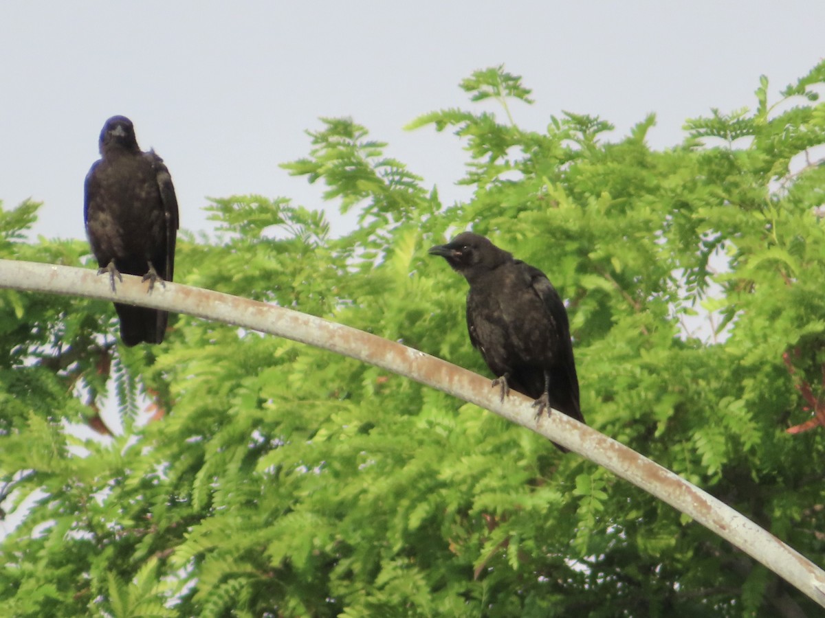 American Crow - ML638855975