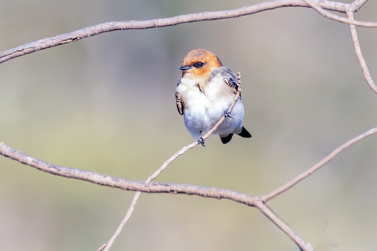 Tawny-headed Swallow - ML638855977