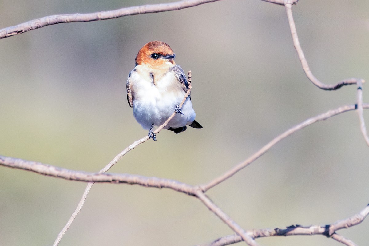 Tawny-headed Swallow - ML638855978