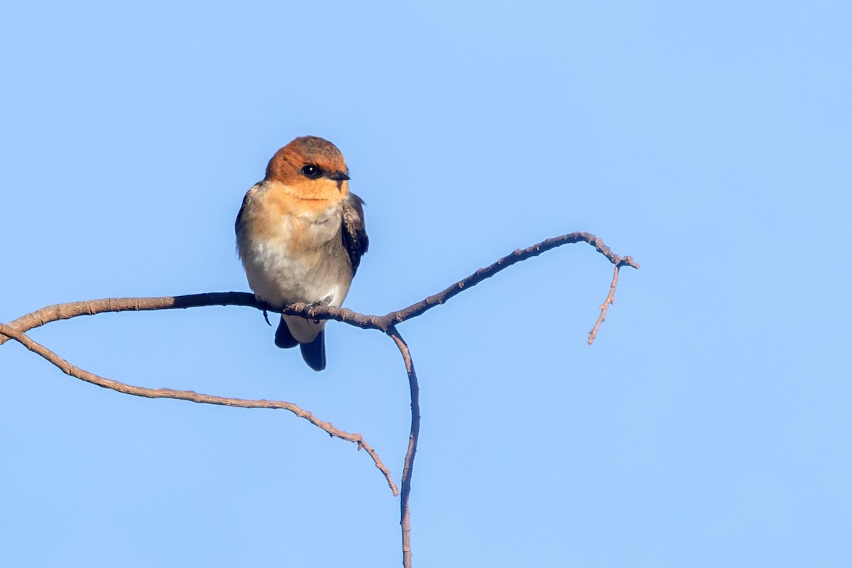 Tawny-headed Swallow - ML638855979
