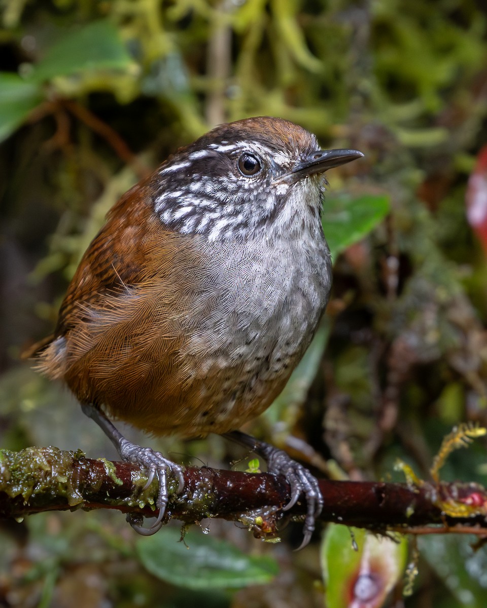 Munchique Wood-Wren - ML638855980