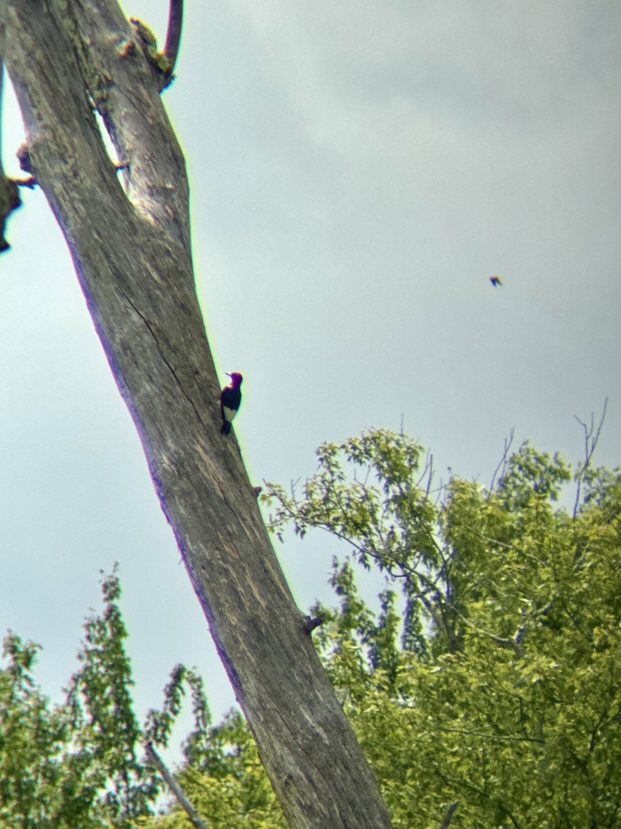 Red-headed Woodpecker - ML638855997